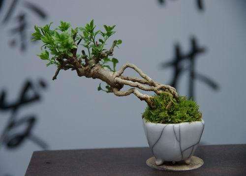 盆景造型蟠扎法