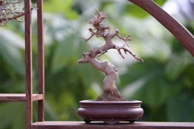 到三门峡花卉市场看迎春盆景展（附海量美图）