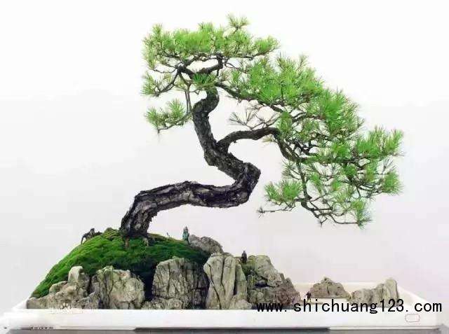 适合蟠扎造型的盆景树种及其习性