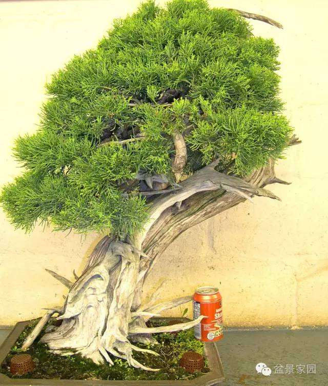 一棵柏树盆景怎么优化整型