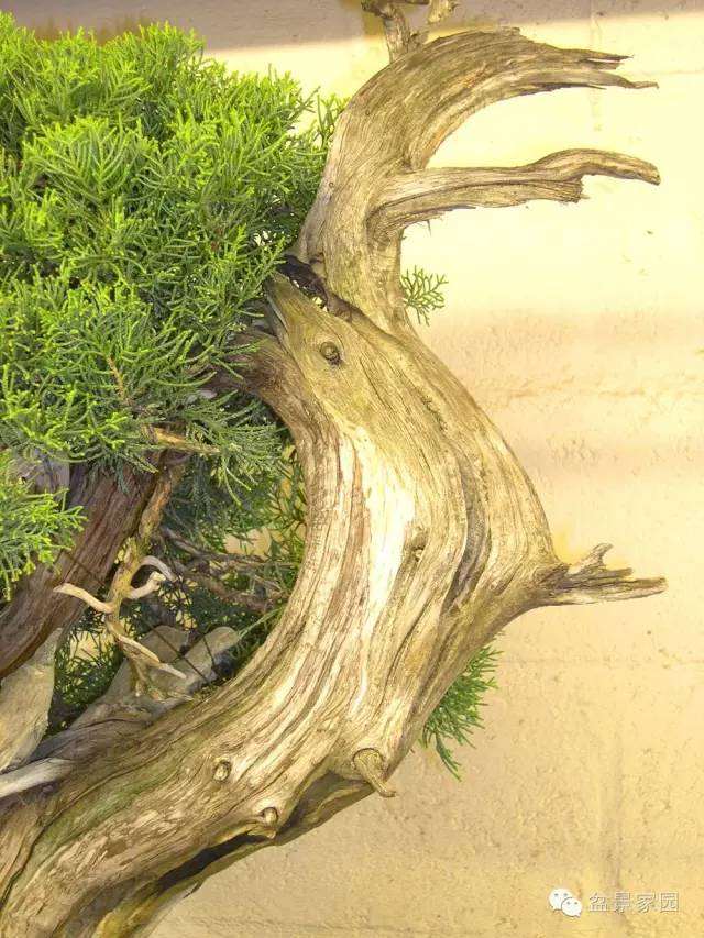 一棵柏树盆景怎么优化整型