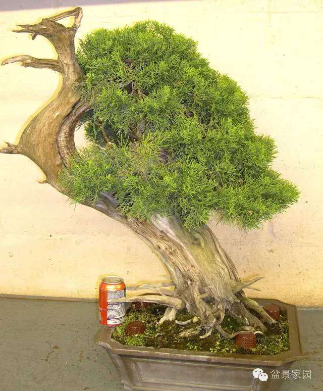 一棵柏树盆景怎么优化整型