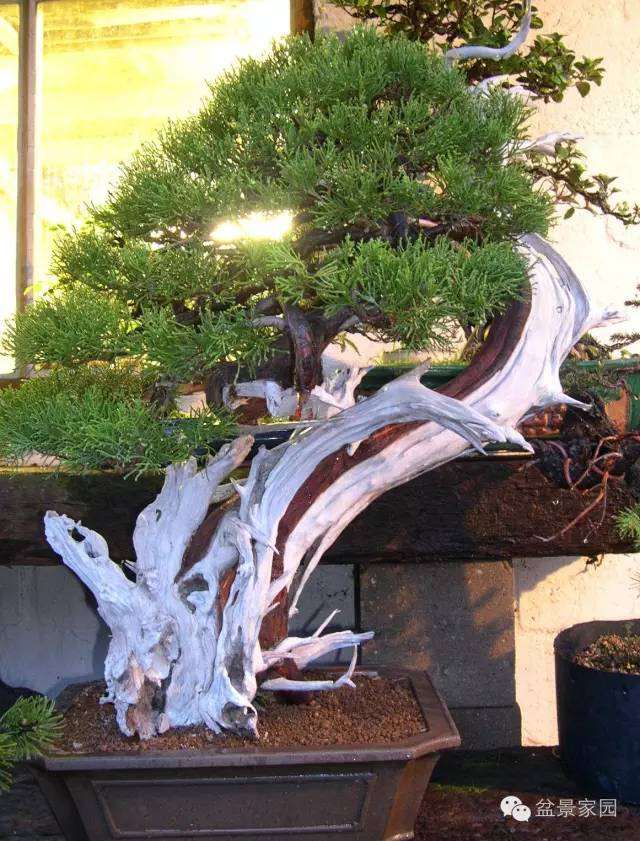 一棵柏树盆景怎么优化整型