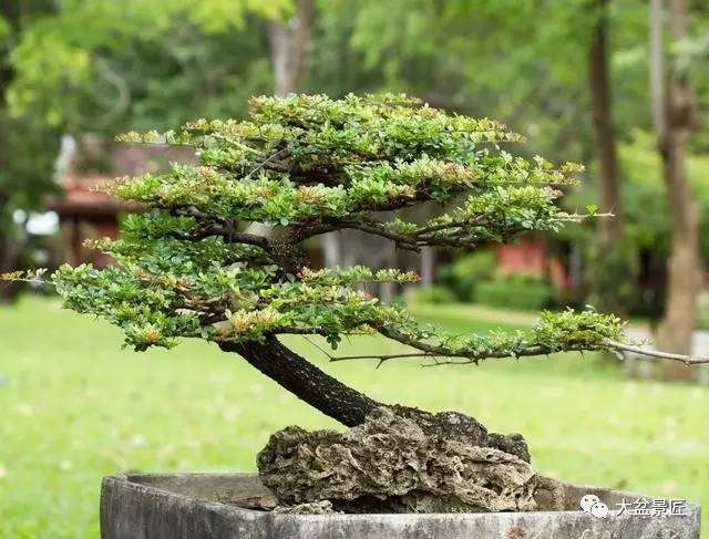 盆景养护管理，注意温度学问大