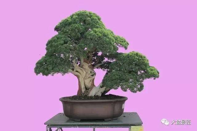 盆景养护管理，注意温度学问大