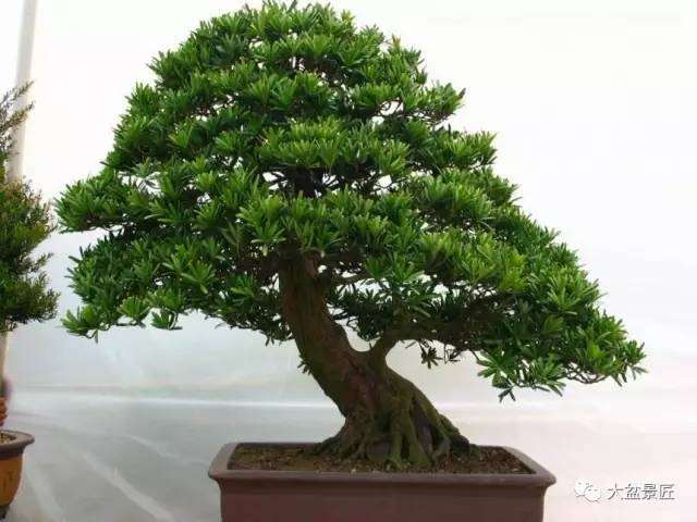 盆景需要光照和通风 你注意了吗