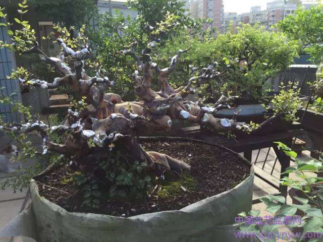 盆景匠人对雀梅盆景伤口的处理及几个作品