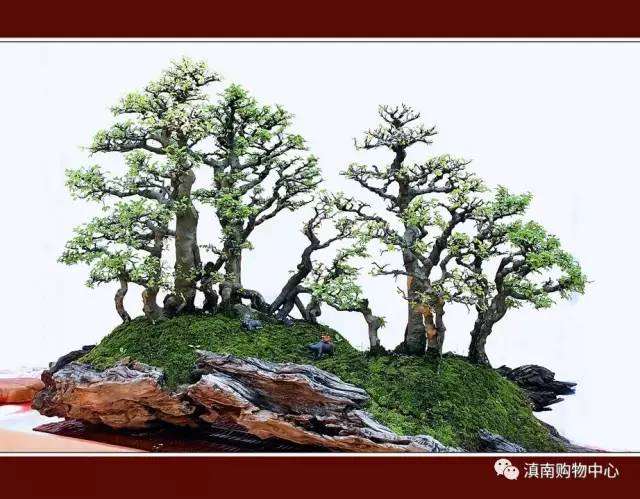 【通海】首届!滇南盆景艺术节!