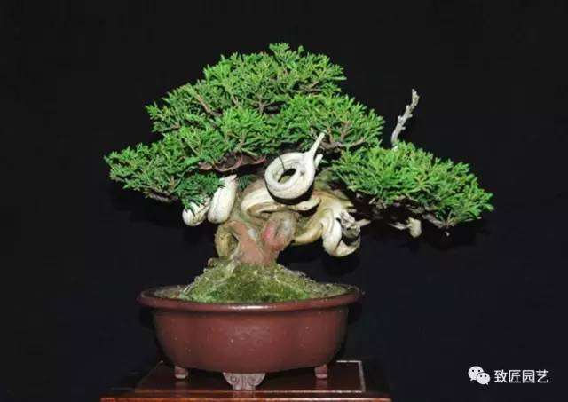 教你如何审美盆景作品