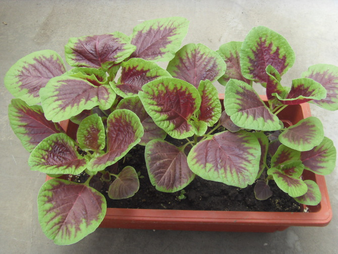 适合家里种植的盆栽蔬菜品种怎么选择