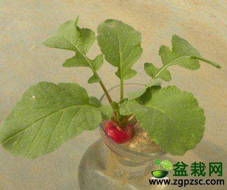 萝卜盆栽怎么制作的3个方法