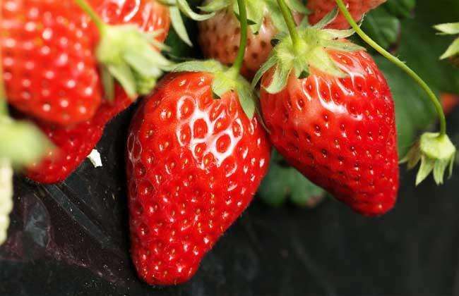 赏食两用的草莓盆栽技术
