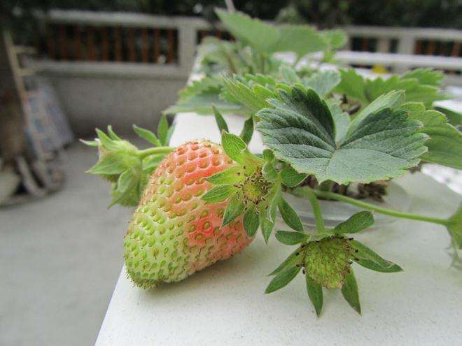 植株生长情况不易控制 草莓盆栽方法如下