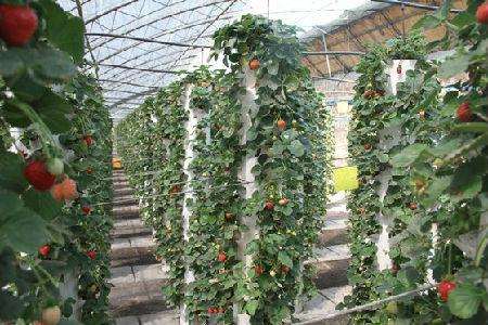 草莓的盆栽技巧