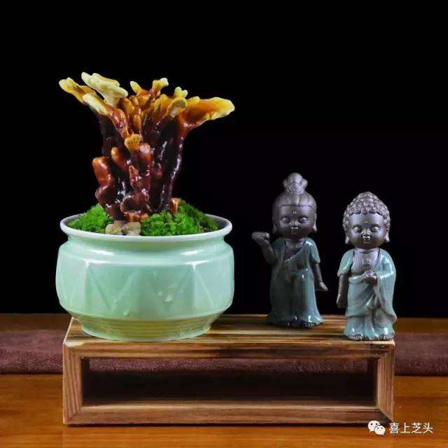 灵芝盆景的文化