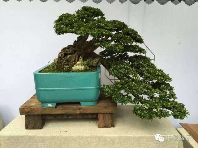 盆景，经风霜雨雪的洗礼更美