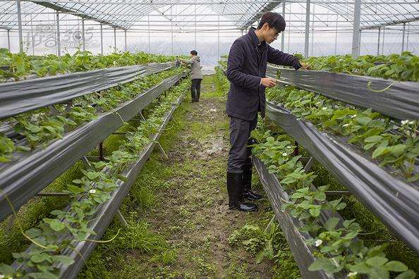 草莓高效盆栽技术