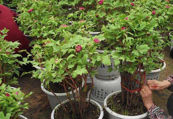 家庭盆栽牡丹应如何选择?