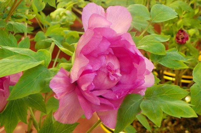 建筑规划知识:牡丹盆栽夏季养护