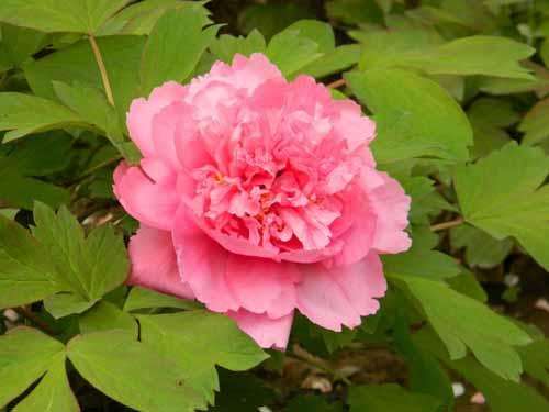 如何给家庭养护盆栽牡丹上盆?