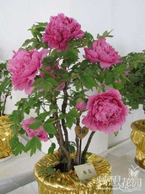 要养好盆栽牡丹,需要做好以下几项管理工作