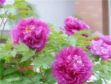 牡丹花怎样盆栽管理?
