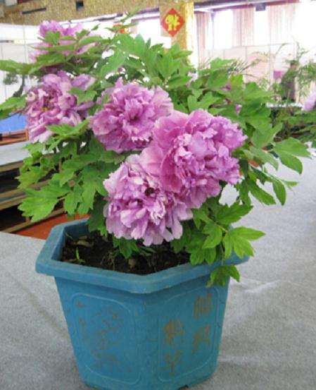 盆栽牡丹花期养护