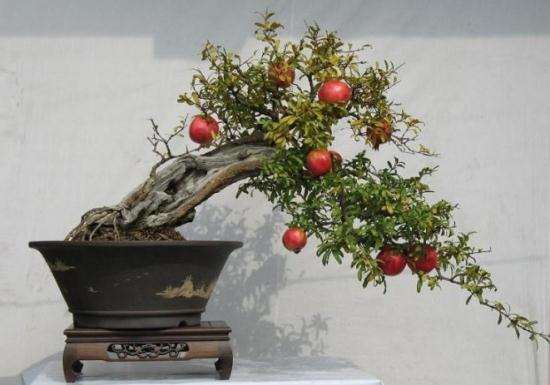 盆栽石榴的施肥,在秋冬季施一次基肥