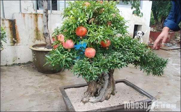盆栽石榴为什么不做果?