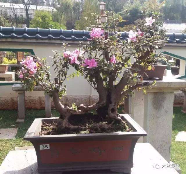 盆景上盆有讲究，你明白这些道道吗