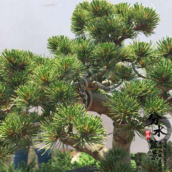 首届中国盆景制作比赛在宿迁沭阳开赛