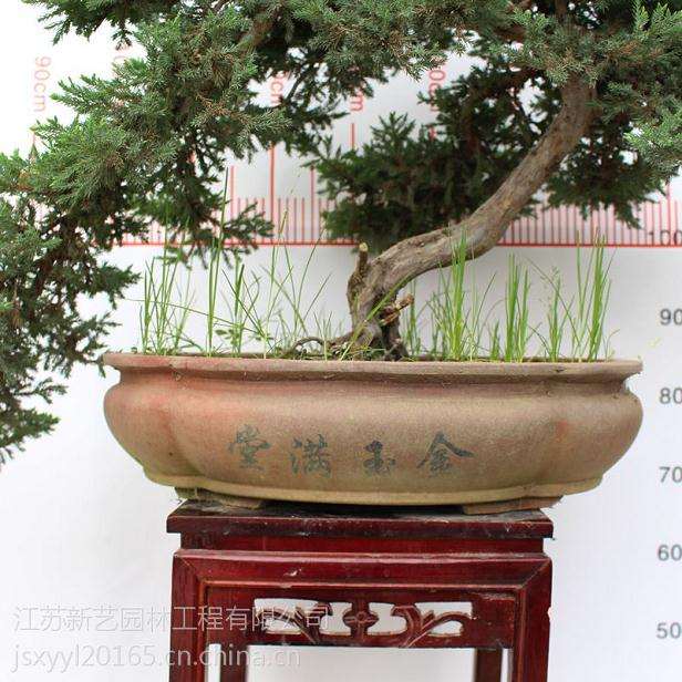 2011浙派盆景精品邀请展暨盆景创作比赛