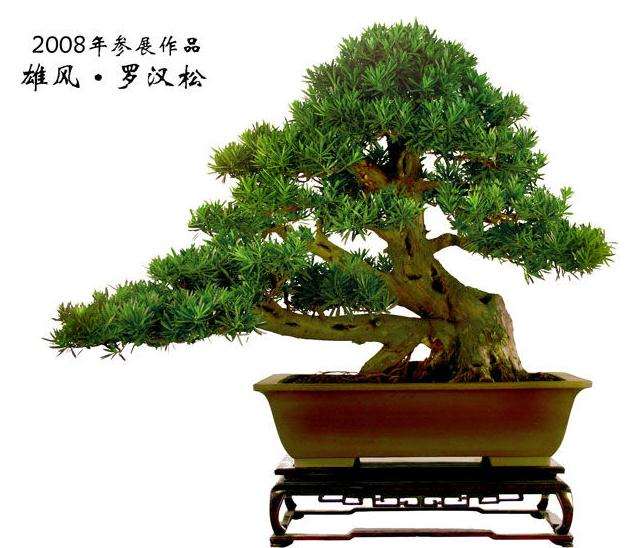 罗汉松盆景的移植在冬春季