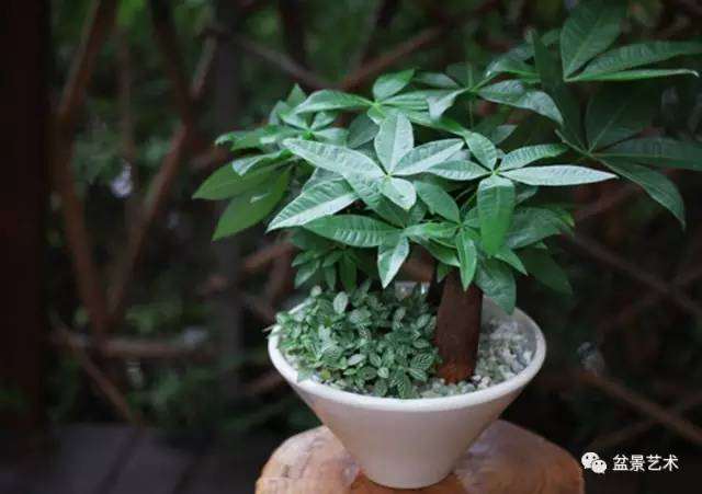 发财树盆景的扦插繁殖