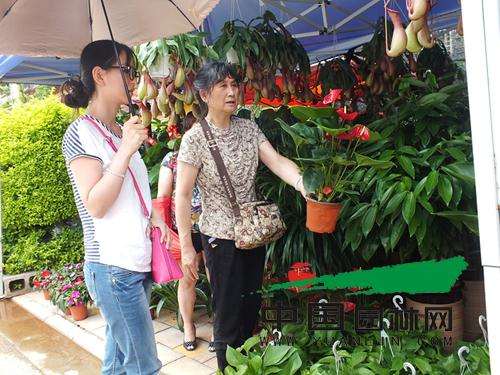 云南省观赏苗木行业协会盆景分会祝大家：2017鸡年春节快乐！