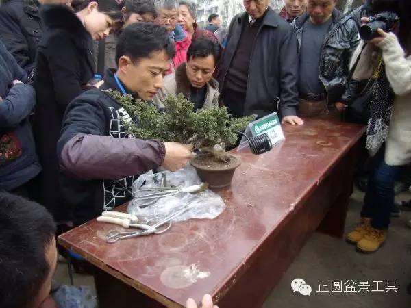 盆景乐园网站新年寄语