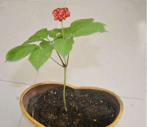 盆栽人参果的技术