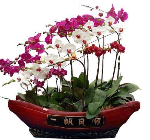 盆栽兰花冬季怎样管理?