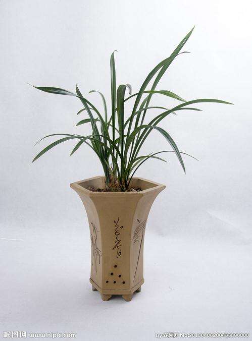 兰花盆栽的分株繁殖的条件和时候