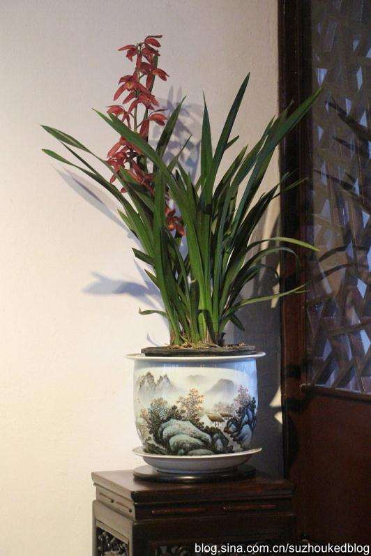 盆栽兰花的养殖养护管理方法