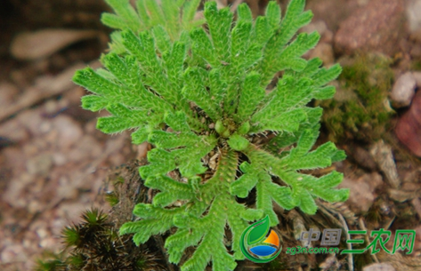 魂草的养殖方法和注意事项