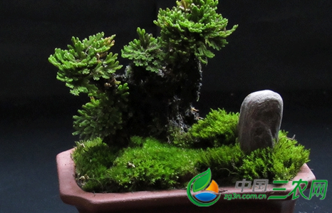 魂草盆景怎么养殖方法和注意事项