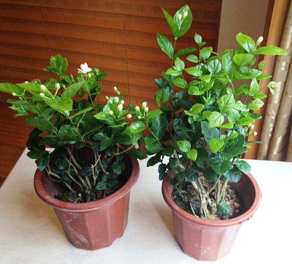 如何使家庭盆栽的茉莉多开花