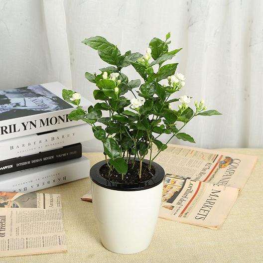 盆栽茉莉冬季把好四关