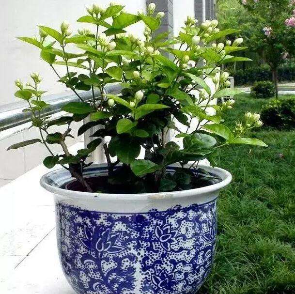 盆栽茉莉的4个养护技巧