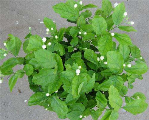 盆栽茉莉废枝扦插繁殖的4个方法