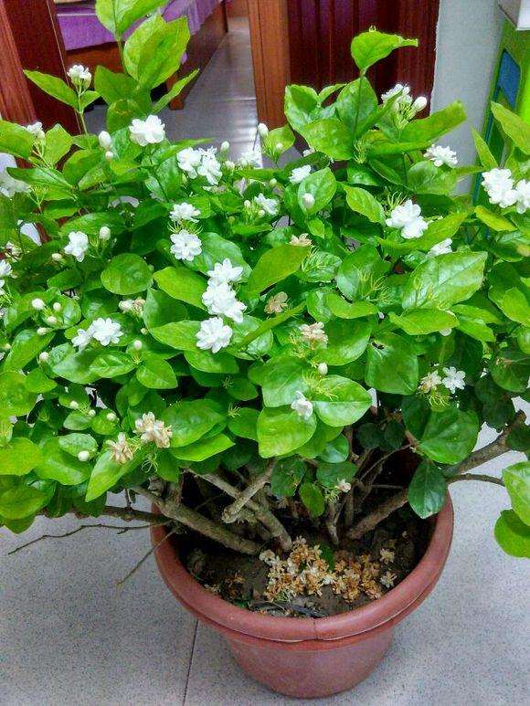 如何解决盆栽茉莉生长繁茂而不开花？