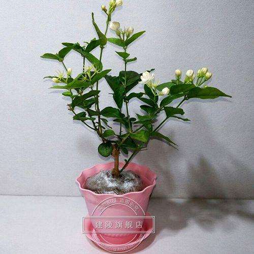 盆栽茉莉花越冬的养护管理方法