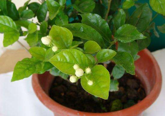 盆栽茉莉花管理巧养护