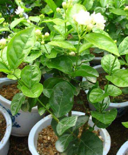 如何修剪盆栽茉莉？